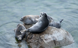 Hồ Baikal: Bí mật của vùng hồ được mệnh danh là nhà tù của sự sống, nơi 80 phần trăm sinh vật là loài đặc hữu