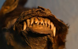 Phát hiện chấn động: Mẫu vật tê giác lông mượt cuối cùng được tìm thấy trong bụng chó con Kỷ Băng hà