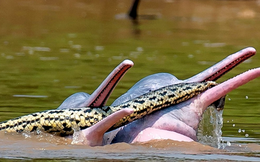 Cá heo sông Bolivia bị bắt gặp 'chơi đùa' với trăn Anaconda: Bí ẩn khiến giới khoa học bối rối