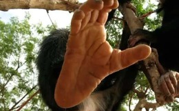 Tại sao con người mất khả năng cử động từng ngón chân riêng biệt?