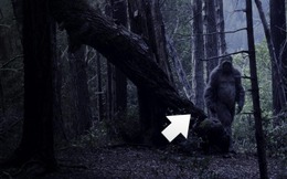 Điều gì sẽ xảy ra nếu Bigfoot thực sự tồn tại?