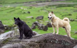 Các nhà khoa học tin rằng nếu con người biến mất, tất cả các loài chó trên hành tinh sẽ biến thành "chó ta" chỉ sau 5 năm