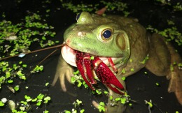 Cơn sốt 300.000 tấn ếch trâu tại Trung Quốc và ba loại "chi phí ngầm" đang khiến giới chuyên gia đau đầu