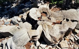 Bi kịch của Prometheus: Khi khoa học vô tình "bức tử" sinh vật 4.900 tuổi già nhất Trái Đất