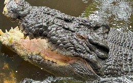 Bí ẩn cái chết của "Vua cá sấu" Cassius: Quả bom nổ chậm từ 40 năm trước
