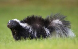 Ca tử vong hy hữu: Người đàn ông mắc bệnh dại sau khi ghép thận từ người hiến bị chồn hôi cào