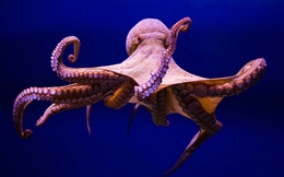 Cứ tưởng cá heo, cá voi thông minh nhất đại dương: Hóa ra đây mới là “học sinh giỏi” nhất