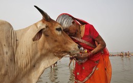 Ấn Độ nuôi hơn 500 triệu con bò nhưng không ăn thịt, mà biến chất thải của chúng thành mỏ vàng tỷ đô
