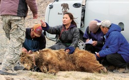 Hiếm hơn cả gấu trúc: "Bóng ma sa mạc" chỉ còn chưa đầy 50 cá thể và bên bờ vực tuyệt chủng