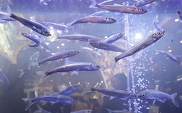 Bí ẩn về loài cá đã biến mất 21 năm nhưng lại được tìm thấy trong ao nước hôi thối sâu 40cm, tất cả là nhờ con người bỏ mặc?