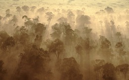 Rừng châu Phi chính thức đảo ngược: Từ lá phổi xanh thành nguồn phát thải carbon