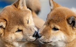 Nhân bản thú cưng cũng thú vị, nhưng đằng sau đó là những rủi ro mà giới khoa học cảnh báo