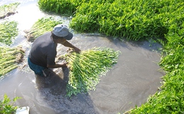 Việt Nam có loại rau ngọt như mì chính, chứa chất quý giúp giải độc cơ thể: Được bán đầy chợ vào mùa đông