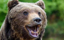Gấu phá vỡ quy tắc tiến hóa hai lần trong lịch sử: Bí ẩn hé lộ từ bộ răng cổ đại