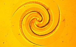 Phát hiện đột phá: Mô hình xoắn ốc tự hình thành trên bề mặt germanium mở ra hướng nghiên cứu mới