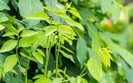 Đi tìm loại rau siêu rẻ ở Việt Nam, bán đầy chợ, lại tốt cho sinh lý phái mạnh