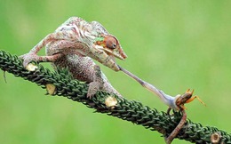 Cơ lưỡi 'đẩy ra' của tắc kè hoa có thể mở ra một thế hệ công nghệ không gian và y tế mới