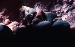 Loài động vật có vú gần như máu lạnh duy nhất còn sống khiến giới khoa học bối rối vì quá khác thường