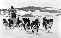 Vì sao những chú chó bị “trục xuất” khỏi Nam Cực vào năm 1994?