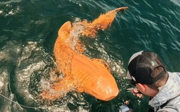 Cá mập vàng rực ngoài khơi Costa Rica khiến giới khoa học kinh ngạc về đột biến sắc tố hiếm gặp