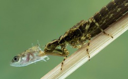 Một sinh vật lạ trông giống châu chấu đã xuất hiện trong bể cá và bơi cực nhanh, cư dân mạng cảnh báo nếu không bắt nhanh nó sẽ ăn hết cá