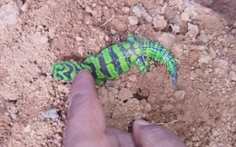 Phát hiện thằn lằn đuôi gai xanh hiếm gặp, màu sắc như đồ chơi khiến mạng xã hội dậy sóng