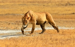 Miệng núi lửa Tanzania: Nơi 25.000 dã thú cùng chung sống, nhưng vì sao sư tử lại chỉ có thể sinh sản cận huyết?