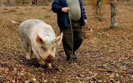 Được người Pháp gọi là "kim cương nhà bếp", nhưng vì sao ở Trung Quốc, nấm cục lại là "nấm lợn ủi", món khoái khẩu của lợn nái?