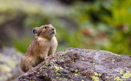 Cuộc chiến 40 năm vô vọng với thỏ cộc trên cao nguyên Thanh Tạng: Khi thiên nhiên dạy con người bài học về cân bằng sinh thái