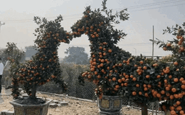 "Con mã" oách nhất Tết 2026: Cảnh tượng khiến 2 triệu người không tin, may mà có camera ghi lại