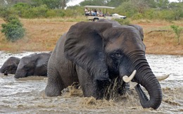 Bí ẩn về khả năng bơi lội của loài voi và câu chuyện về chú voi Rajan nổi tiếng tại quần đảo Andaman