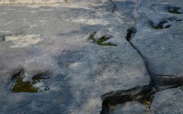 Bí ẩn khoa học đằng sau khả năng tồn tại hàng triệu năm của những dấu chân khủng long hóa thạch