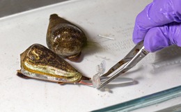 Ốc nón: Sinh vật có thể phóng nọc độc nhanh hơn rắn độc và chỉ 0,1 miligam cũng đủ hạ gục người trưởng thành