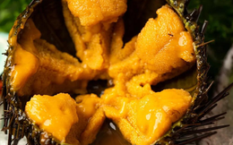 Sinh vật duy nhất trên Trái đất "nhìn bằng chân": Hóa ra là "nhân sâm của biển"