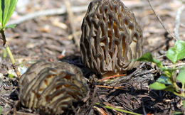 Loại cây dại mọc um tùm ở Việt Nam, "trời Tây" bán giá 13 triệu đồng/kg vẫn có người rút hầu bao