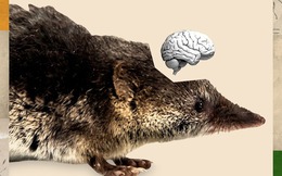 Hiện tượng Dehnel: Bí ẩn loài vật tự "teo não" và thu nhỏ xương cốt để sống sót qua mùa đông