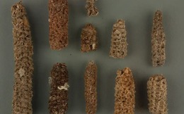 Bí mật "bốc mùi" giúp nền văn minh cổ đại nở hoa giữa sa mạc khô cằn nhất Trái Đất