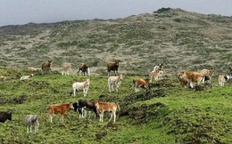 Sự trỗi dậy và sụp đổ của "đảo bò": 140 năm tiến hóa thần tốc kết thúc bằng một quyết định tàn khốc