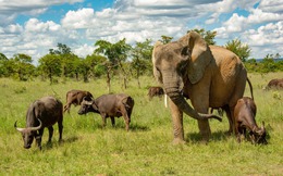 Con voi này tưởng mình là trâu, thậm chí trở thành thủ lĩnh đàn trâu và đã giết chết 14 con trâu đực đến thách đấu