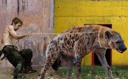 Linh cẩu có thật sự chỉ là kẻ ăn xác thối và liệu chúng có thể trở thành thú cưng của con người?