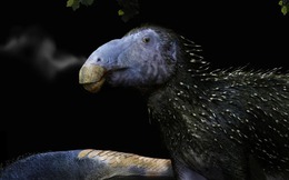 Bí ẩn bộ giáp gai rỗng của loài khủng long 125 triệu năm tuổi làm giới cổ sinh vật học hoàn toàn bối rối