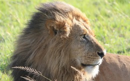 Lần đầu tiên trên thế giới, pháp y ADN giúp kết án tội phạm giết và buôn bán một cá thể sư tử