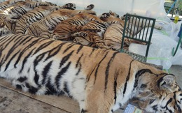 Thảm kịch 72 con hổ tử vong chỉ trong 10 ngày tại Thái Lan: Hung thủ đến từ căn bệnh thường gặp ở chó