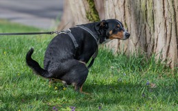 Vì sao bò dê vừa đi vừa thải còn chó mèo phải ngồi đúng tư thế khi đi vệ sinh?