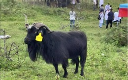 Mất tích 20 năm và từng bị liệt vào danh sách tuyệt chủng, tại sao loài dê này lại đột nhiên xuất hiện?