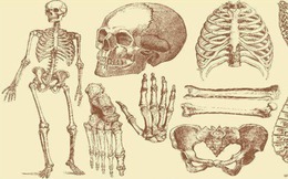 Con người sở hữu 206 khúc xương, nhưng người Trung Quốc lại chỉ có 204 khúc? Hai khúc xương bị thiếu đã đi đâu?