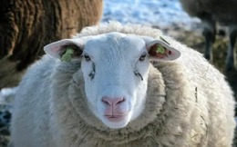 Giải mã bí ẩn đàn cừu đi vòng tròn liên tục hơn mười ngày không nghỉ