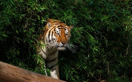 Vì sao động vật có vú hiếm khi sặc sỡ như chim cá và bò sát?