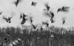 Ngôi làng bị nguyền rủa: Cứ mùa thu đến là chim kéo về tự sát hàng loạt