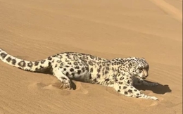 Báo tuyết bất ngờ xuất hiện giữa sa mạc Kumtag khiến du khách sửng sốt và đặt ra nhiều giả thuyết khoa học